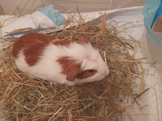 Baby Male Boar Guinea Pig Looking For Forever Home In Telford On