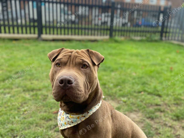 Sharpei X Staffy Puppy For Sale In Dewsbury On Freeads Classifieds