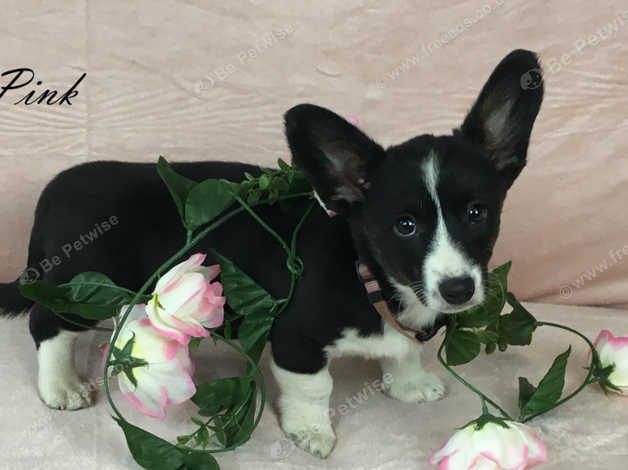 Adorable Cardigan Corgi Puppies Available Now In Abergele On Freeads