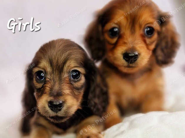 Beautiful Shaded Cream Red Miniature Longhaired Dachshund Puppies In