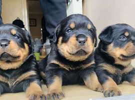 rottweiler puppies for sale wirral