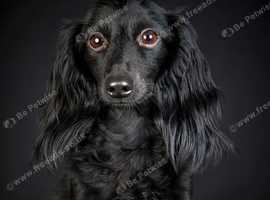 Dachshund In Nw2 Pets For Sale Rehome Freeads
