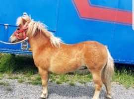 Shetland Ponies For Sale in Northern Ireland | Find Horses and Ponies