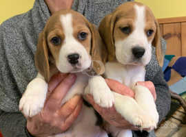 beagle puppies for sale near me