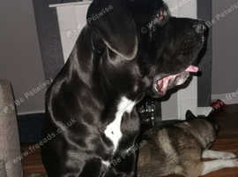 12 Month Old Female Cane Corso With Papers