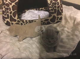 British Shorthair Cats And Kittens For Sale And Rehome In South