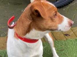 Jack Russell Dogs and Puppies For Sale and Rehome in West Midlands ...