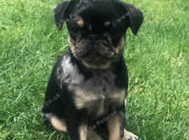 Find Pugalier Dogs Pug Cross Cavalier King Charles Spaniel For
