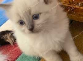Ragdoll Kiteens For sale Wakefield