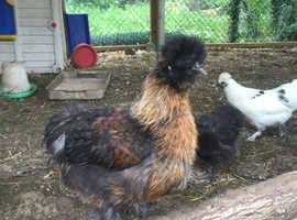 Large Arkus Plastic Chicken Coop In Braintree Cm7 On Freeads