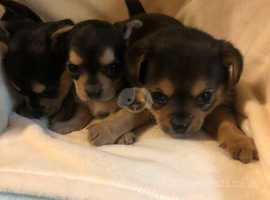 Chorkies Dogs Chihuahua Cross Yorkshire Terrier For Sale In