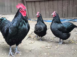 Goldline Chickens For Sale Rehome In Brighton Find Chickens For