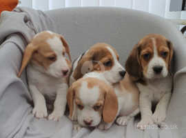 Beagle Puppies In Maidstone Kent Gumtree