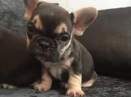 Kc Registered Frenchie Boy Pup 750