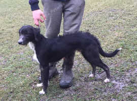 Lurcher Dogs And Puppies For Sale And Rehome In Northumberland