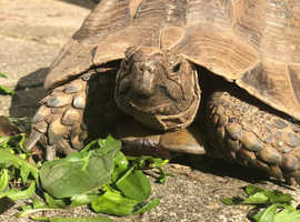 Tortoises For Sale & Rehome in Northern Ireland | Find Reptiles For ...