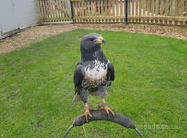 Birds of Prey For Sale and Rehome uk | Find Birds For Sale and Rehome