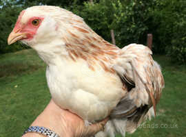 Chickens For Sale Rehome In Canterbury Find Livestocks For Sale