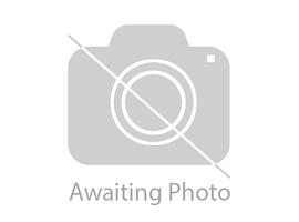 plummer terrier for sale gumtree