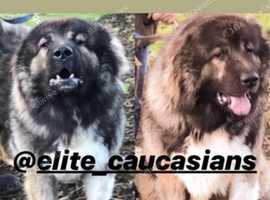 Caucasian Shepherd For Sale >> Caucasian Ovcharka Dogs Puppies For Sale Rehome Uk Find Dogs Caucasian Shepherd For Sale >> Caucasian Ovcharka Dogs Puppies For Sale Rehome Uk Find Dogs