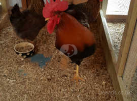 Chickens For Sale Rehome In Llanelli Find Livestocks For Sale