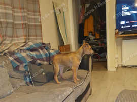 Lurcher Dogs And Puppies For Sale And Rehome In Wales Find Dogs