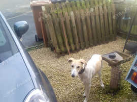 Lurcher Dogs And Puppies For Sale And Rehome In West Midlands