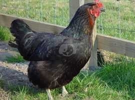 Black Rock Pullets