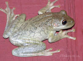 Frogs & Amphibians For Sale & Rehome uk | Find Pets For Sale & Rehome