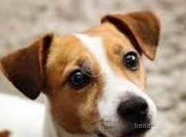 Jack Russell Dogs And Puppies For Sale And Rehome In Newcastle