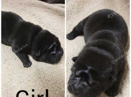 Shar Pei Dogs And Puppies For Sale And Rehome Uk Find Dogs And