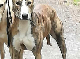 working lurcher for sale