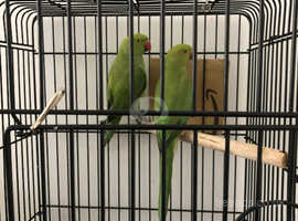 Pet Birds For Sale and Rehome uk | Find Pets For Sale and Rehome at