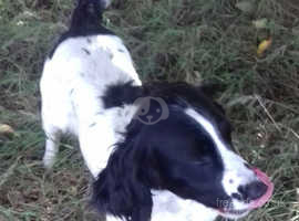 Gorgeous Springer Spaniel Puppies In Welwyn Garden City Al7 On