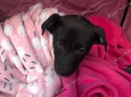 Lurcher Dogs And Puppies For Sale And Rehome In Manchester Find