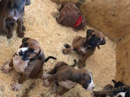 Boerboel Dogs Puppies For Sale Rehome In Gillingham