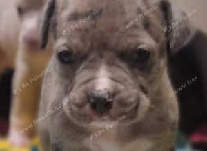 Cane corso x American bulldog puppie mearl woth 2 different colour eyes