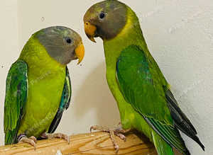 Beautiful young plum headed parrot