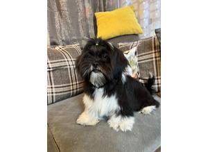 Very handsome Lhasa Male available!