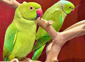 Stunning beautiful Indian ringnick breeding pair