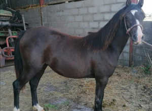 2 year old filly