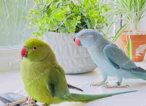 Stunning talking young Indian ringnick parrot