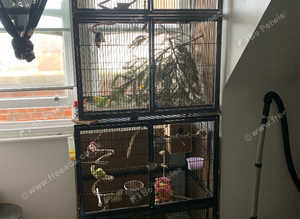 Collection of budgies