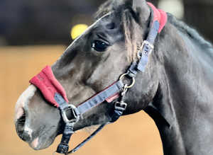 Welsh section D gelding