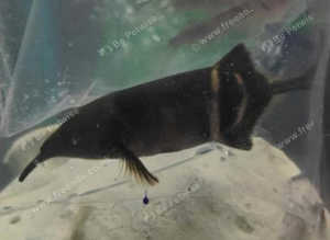 Elephant Nose Fish
