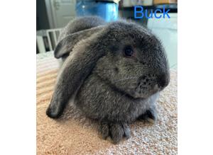 CONTINENTAL GIANT  X FRENCH LOP BABIES AVAILABLE