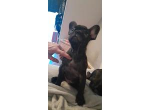For sale make French bulldog puppy