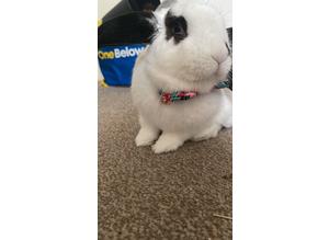 12 month old house trained rabbit