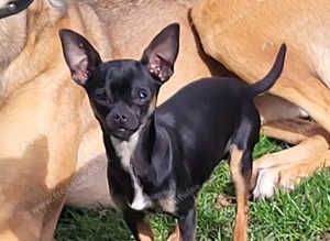 Pedigree Chihuahua stud