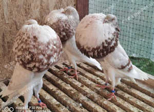 TOP QUALITY NORWICH CROPPER PIGEONS
